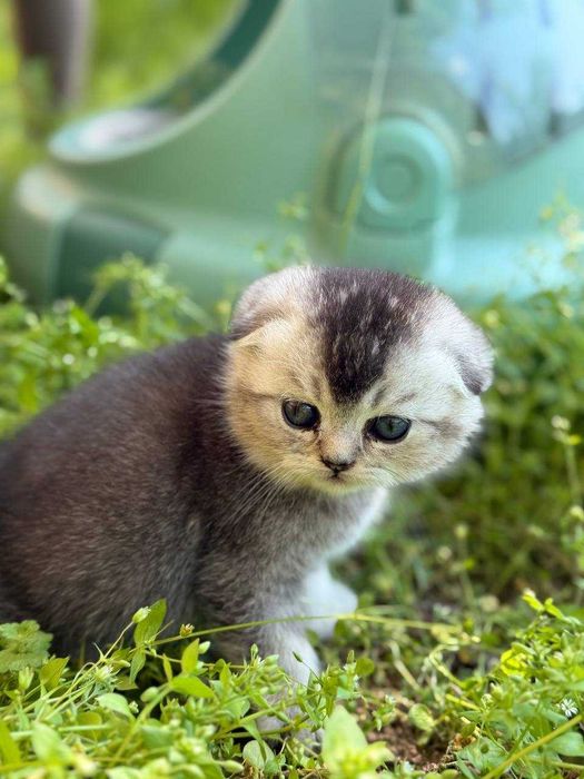 Shinshilla mushukchalar продаётся породистые котята