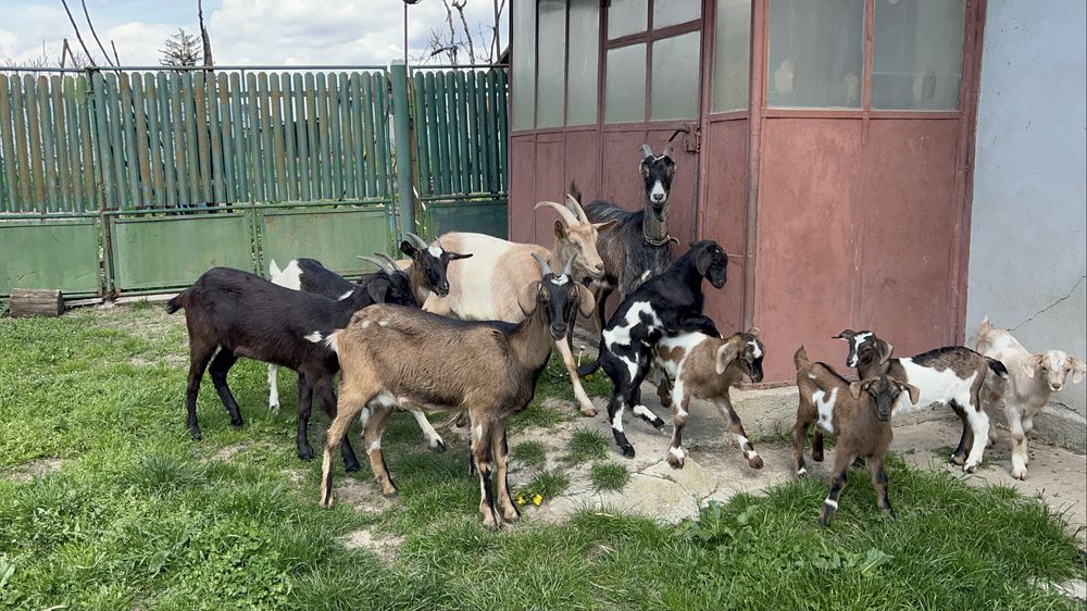 Capre cu lapte, iezi