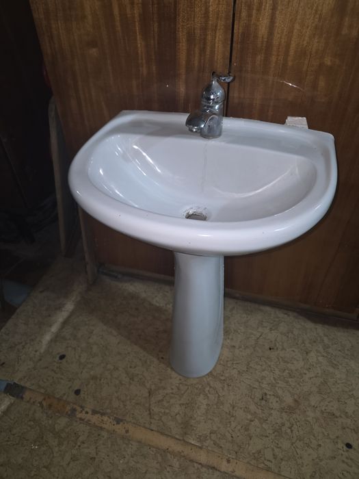 Раковина тульпан