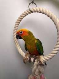 Солнечная  аратинка ручные ‼️