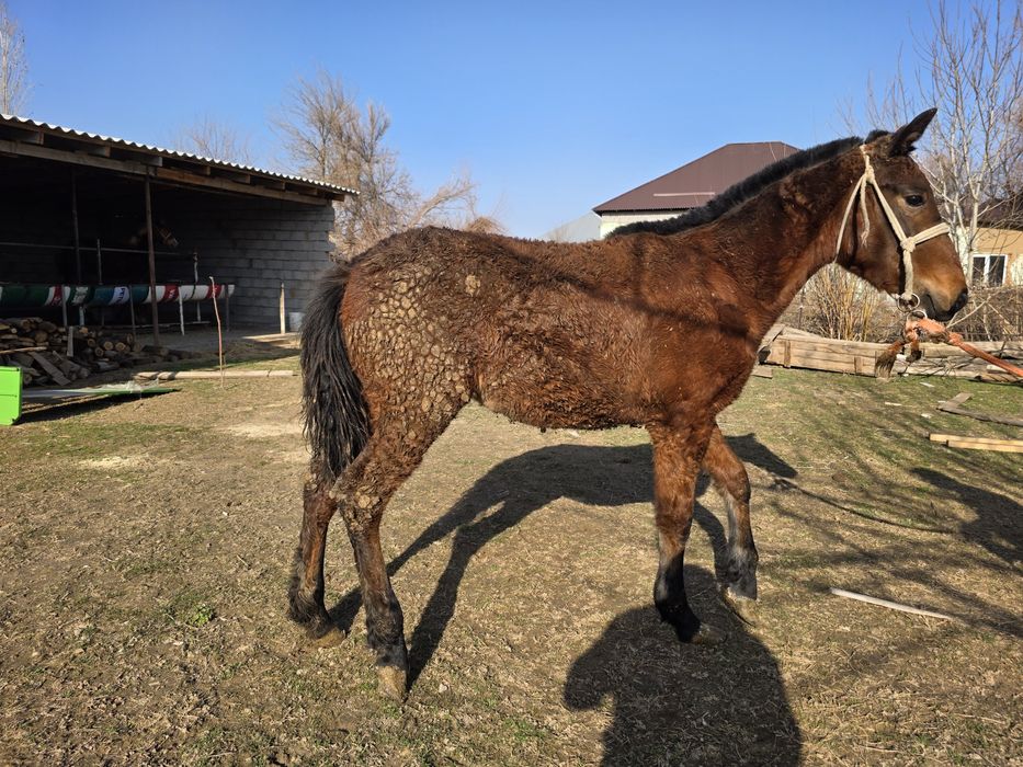 Жабагы ургашы...