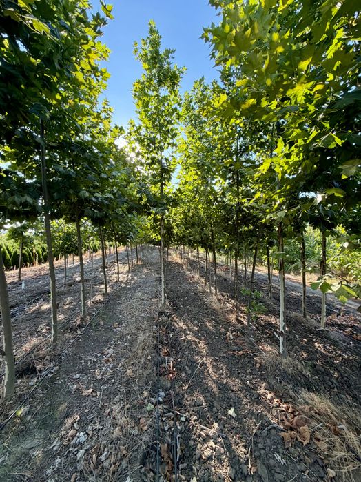 Platanus acerifolia x hybrida - platan
