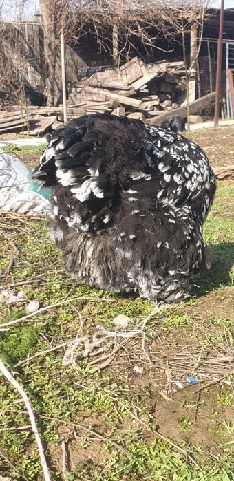 Продаётся кохинхин