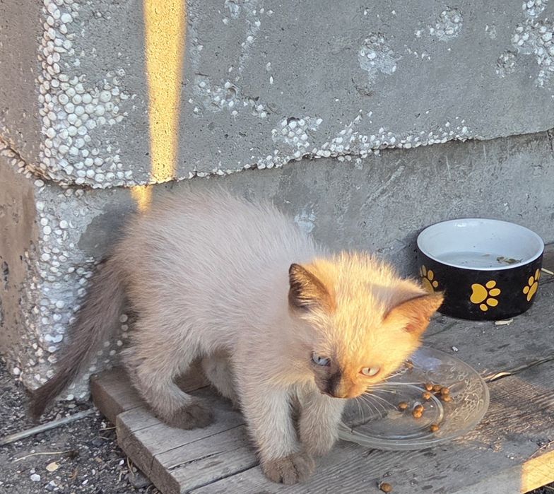 Отдам котят в добрые руки