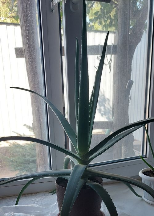 Продам алоэ вера