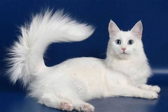 Вязка Кот Турецкого Ангора