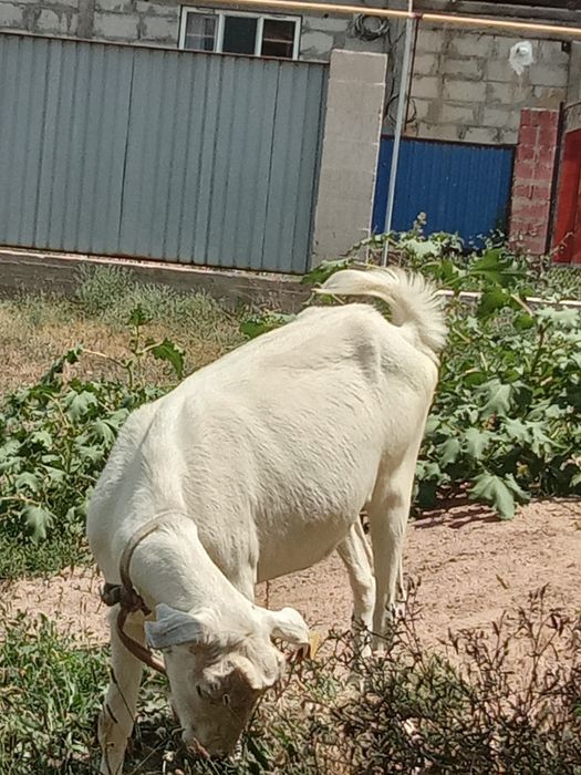 Продам Козы занниски