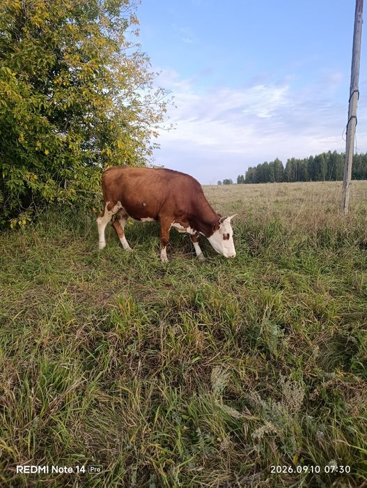 Продам продам всех