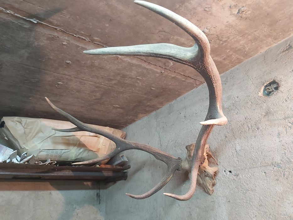 Рога от белоопашат елен