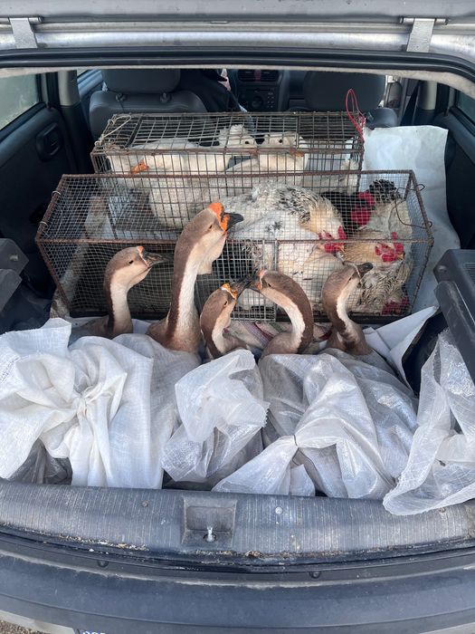 Gâște leșești rațe cocoși de vânzare