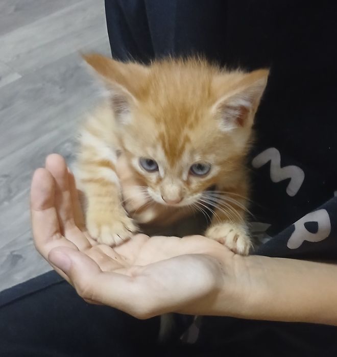 Отдам котят в хорошие руки