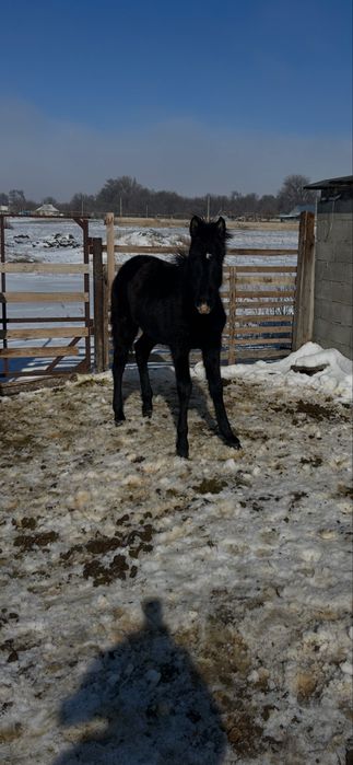 Еркек 2 тай сатамын