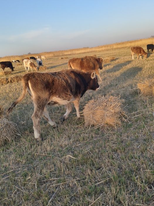 Продаются коровы