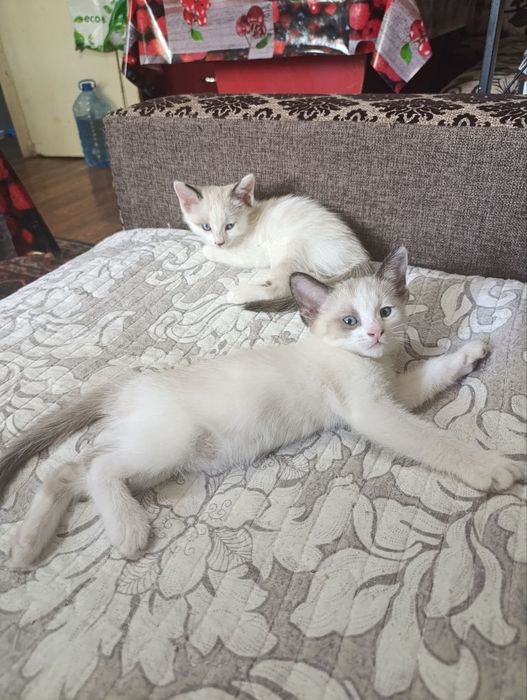 Отдаю даром котят