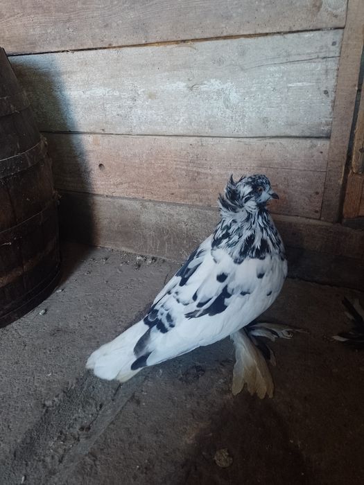 De vânzare porumbei