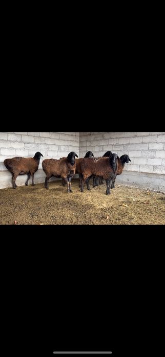 6 бас Гиссар тусактар сатылады