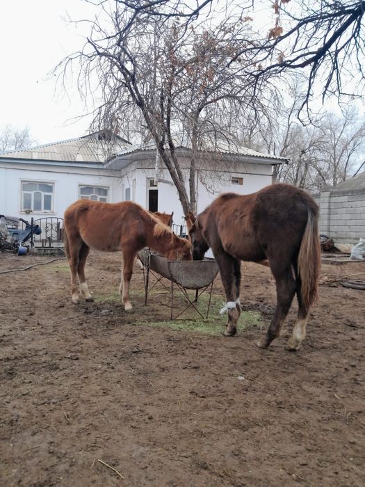 Тайлар сатылады.