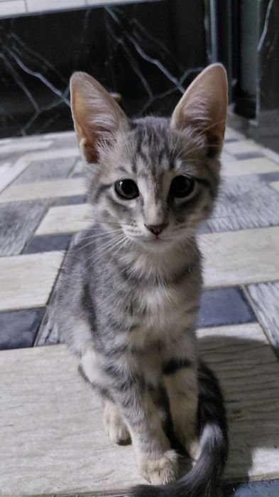 Отдаю котят в хорошие руки