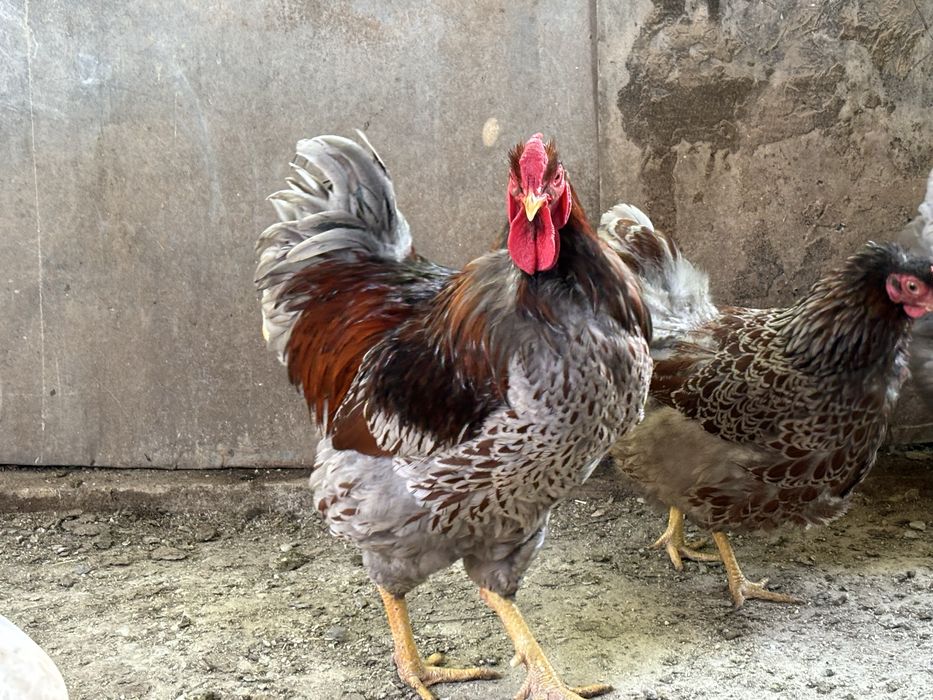 Cocos Wyandotte de vanzare