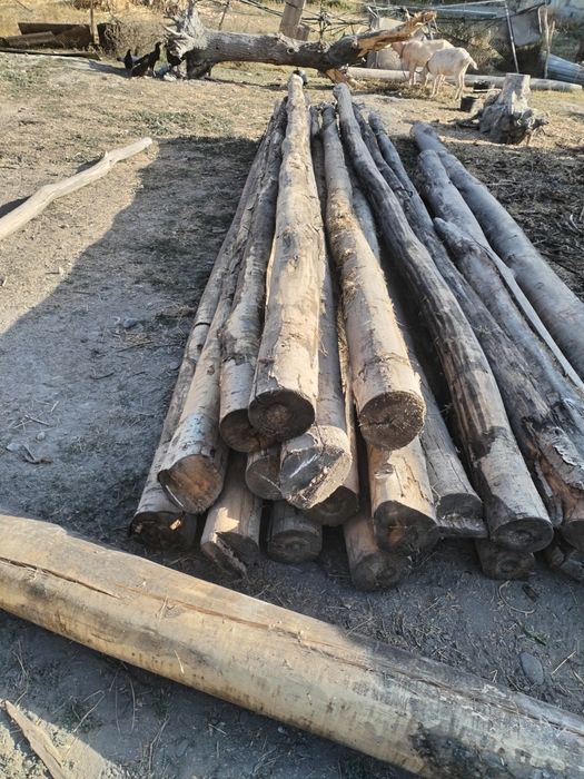 Bolor, shopil, rekalik. Yoğochlar bir6 metrlikquruq mirza terak