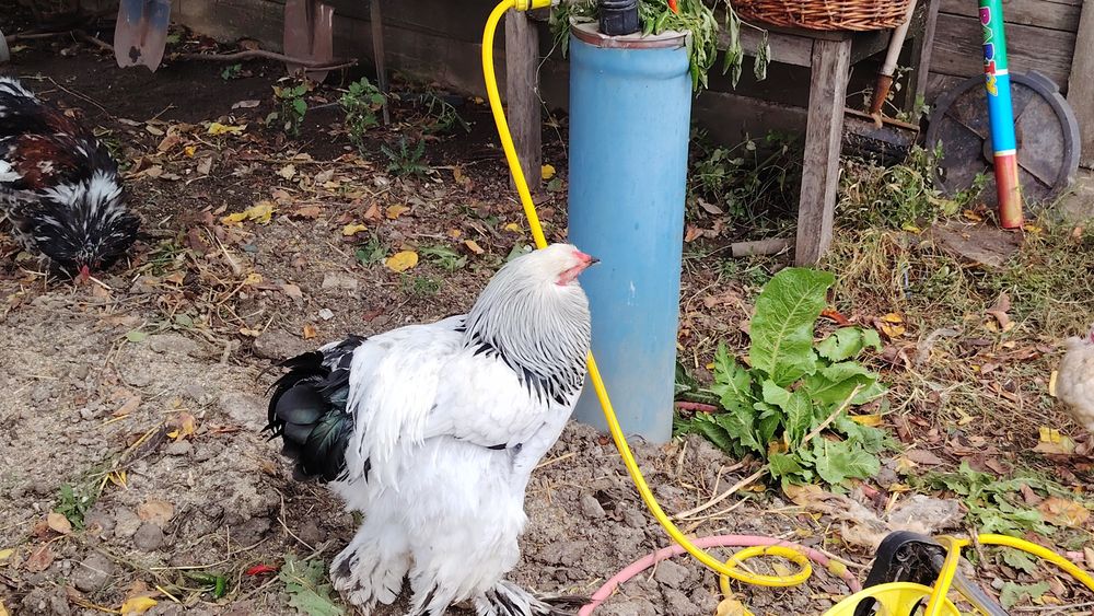 Vând cocos brahma heminat alb și Marans  negru.
