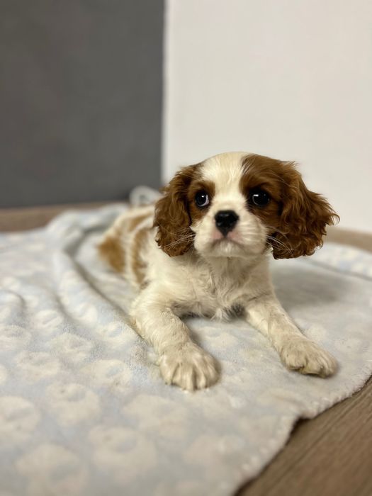Cavalier King Charles Spaniel