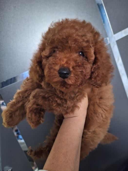 Чудесные щенки осталься девочка и мальчик