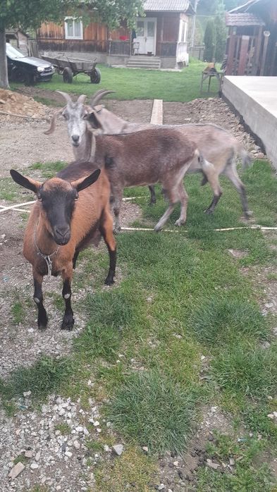 De vânzare capre de rasa ptr detalii 0748909980