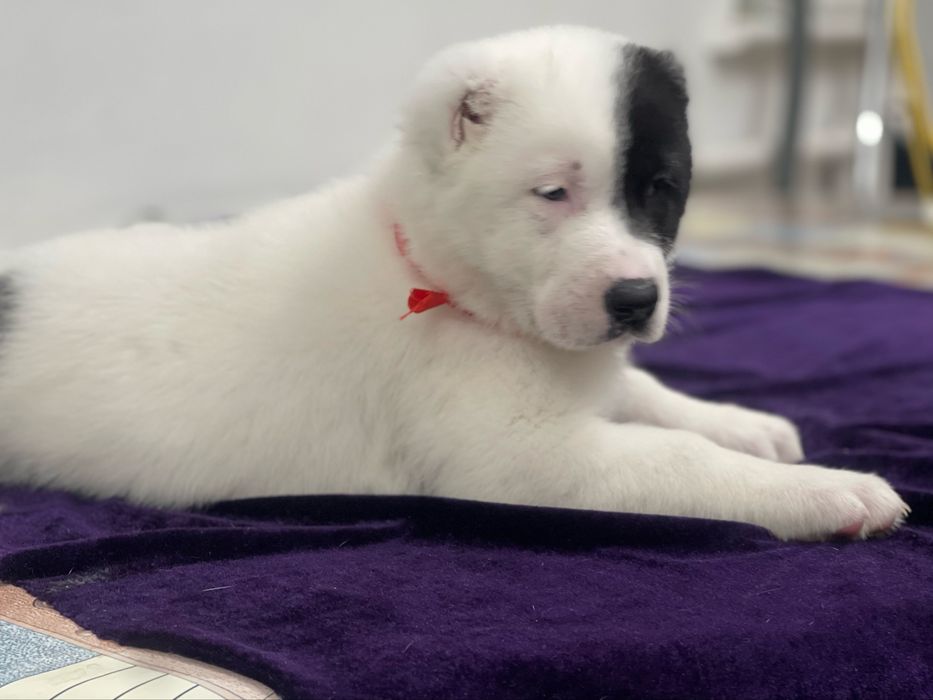 Продам шикарную девочку алабая