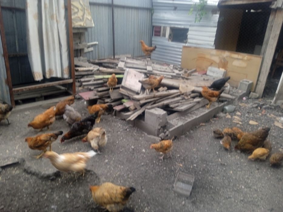 Куры цыплята продам