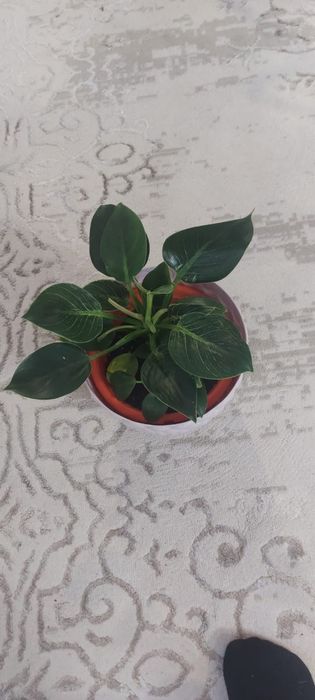 комнатные цветы для гостиной