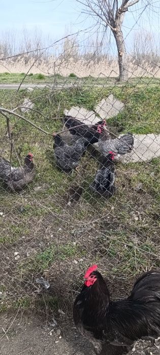 Яйца за люпене от легбар опал , легбар крем и австралорп