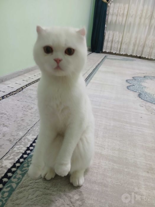 Mushuk sotiladi zoti erkak