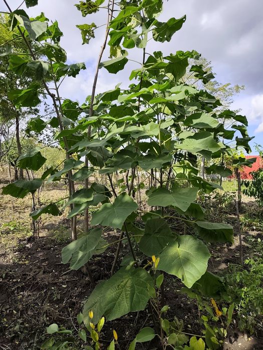 Vând copaci paulownia