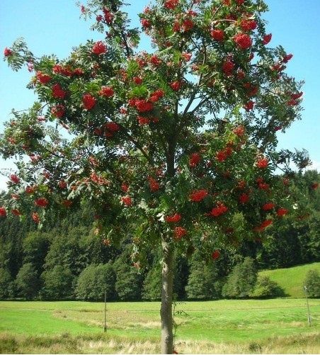Scovus -Sorbus dodong Frunze rosi