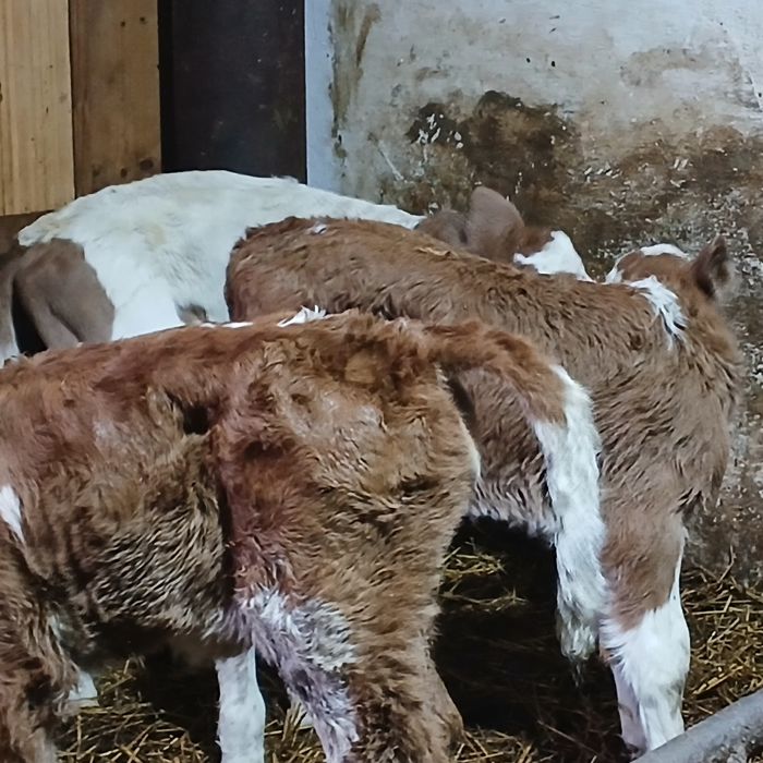 Vitei baltata românească