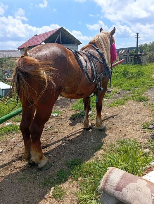 Vând iapă de șase ani bună de Ham