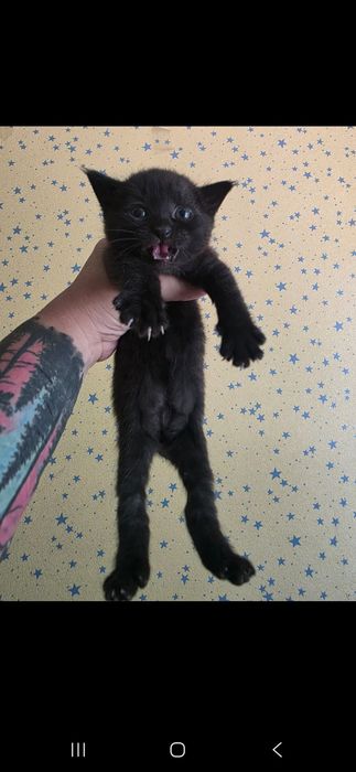 Отдам даром кошку и котят