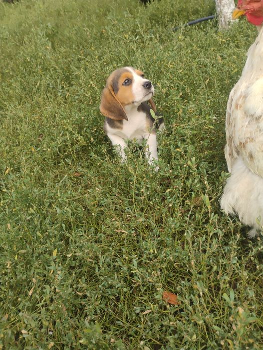 Cățel beagle rasa pura