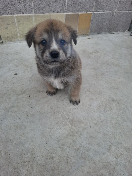 Бебета Акита Ину