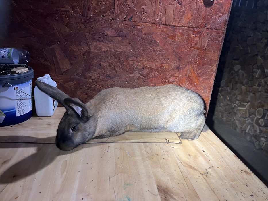 Vand / Schimb cu pasari de curte iepuri belgian