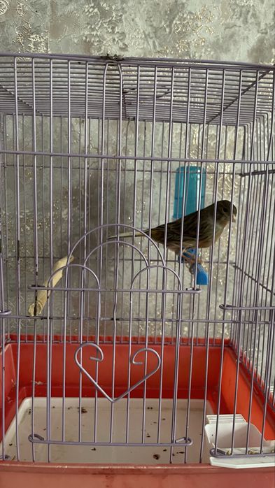 Kanareyka moda sotiladi