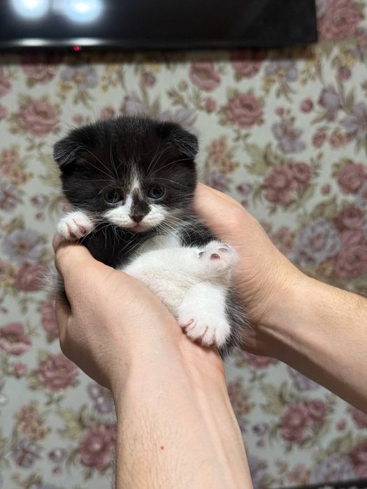 Готовятся к продаже