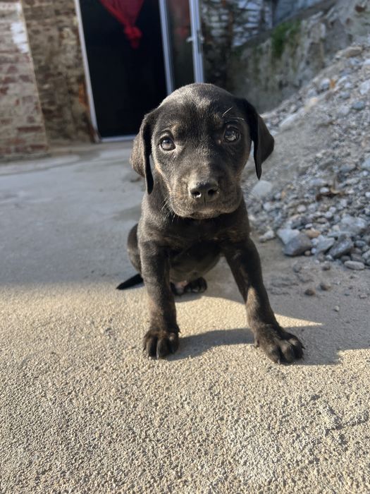 Подарявят се 3 мъжки кученца