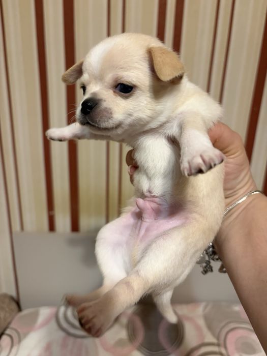 Мини чихуахуа…….