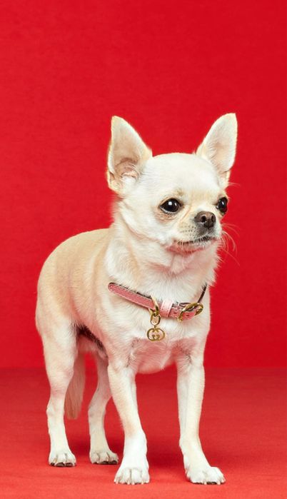 Каишка за малко кученце Gucci