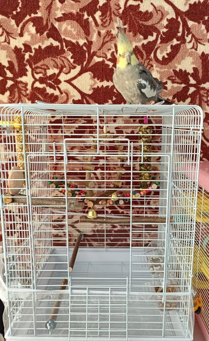 Попугай Корела молодой