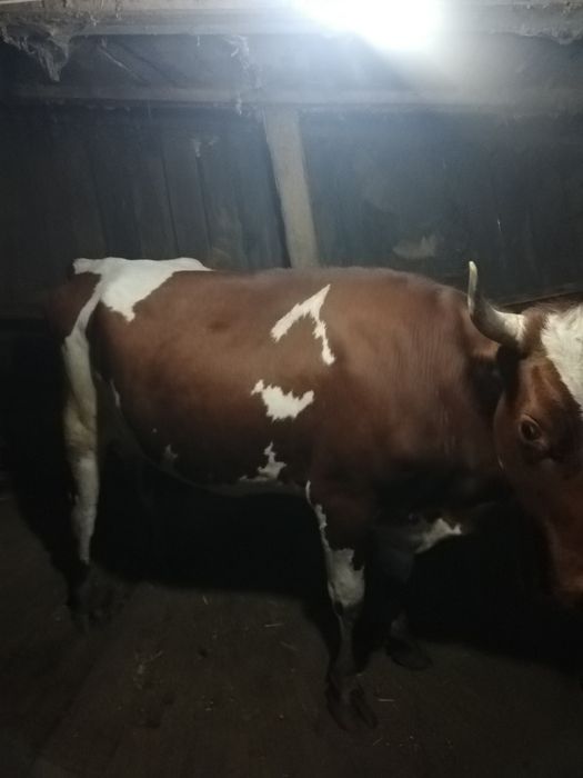 Продам молочных коров