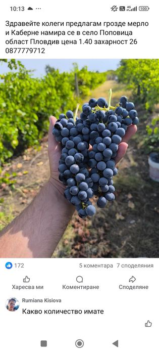 Мелене и продажба на Грозде.Мерло и Каберне