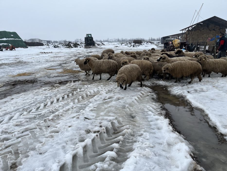 De vanzare oi tinere